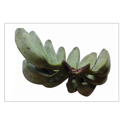 Banana Ash-Plantain (Cooking Banana)